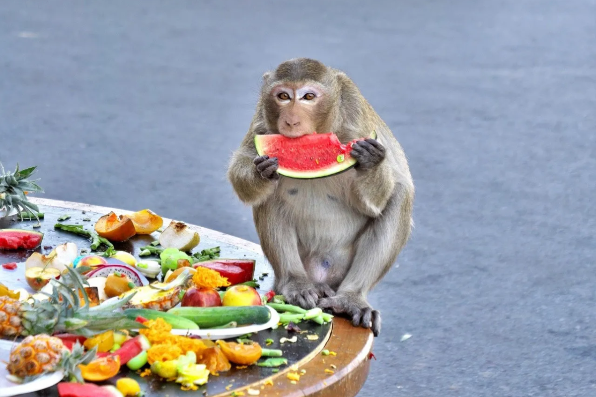 Monkeys enjoying fruits during the Lopburi Monkey Banquet festival